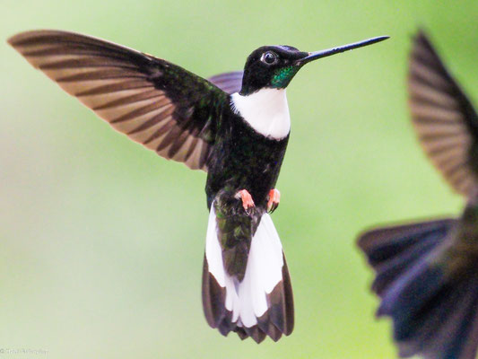 Brustband-Andenkolibri, Collared Inca - Coeligena torquata