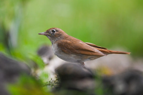 Nachtigall, nightingale, luscinia megarhynchos