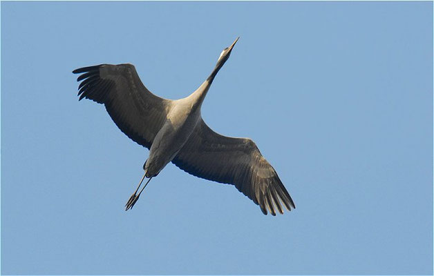KRANICH, CRANE, GRUS GRUS