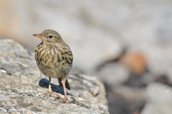 STRANDPIEPER, ROCK PIPIT,  ANTHUS PETROSUS