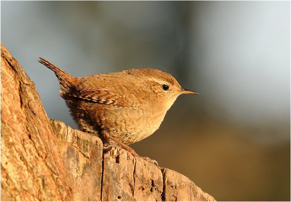ZAUNZAUNKÖNIG, WREN, TROGLODYTES TROGLODYTESKÖNIG, WREN, TROGLODYTES TROGLODYTES