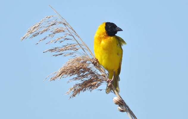 SCHWARZKOPFWEBER, BLACK-HEADED WEAVER, PLOCEUS MELANOCEPHALES