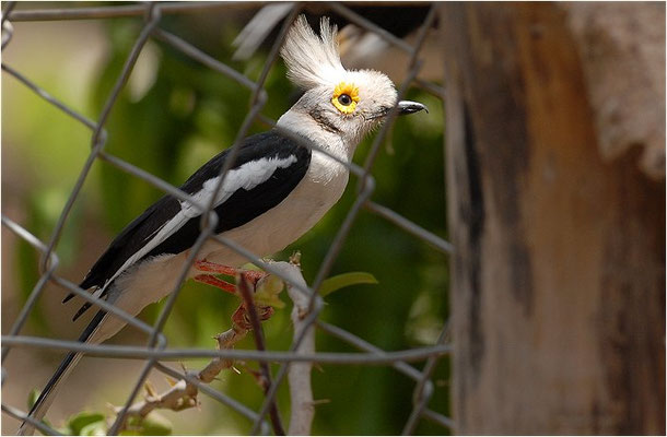BRILLENWÜRGER, WHITE-CRESTED HELMET SHRIKE, PRIONOPS PLUMATUS