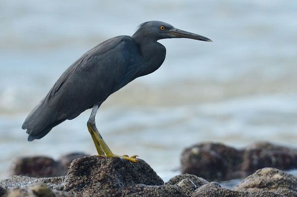 RIFFREIHER, PACIFIC REEF EGRET, EGRETTA SACRA