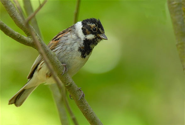 ROHRAMMER, REED BUNTING, EMBERIZA SCHOENICLUS