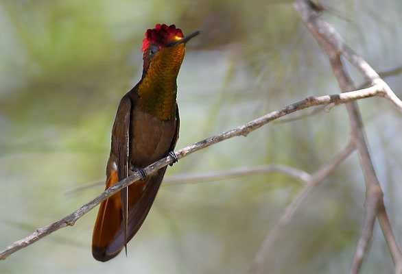 TOPASRUBINKOLIBRI, RUBY-TOPAZ HUMMINGBIRD, CHRYSOLAMPIS MOSQUITUS - CURACAO