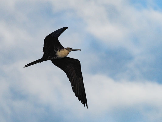 PRACHTFREGATTVOGEL, MAGNIFICENT FRIGATEBIRD - FREGATA MAGNIFCENS