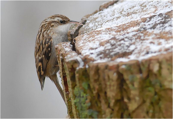 GARTENBAUMLÄUFER, SHORT-TOED TREECREEPER, CERTHIA BRACHYDACTYLA