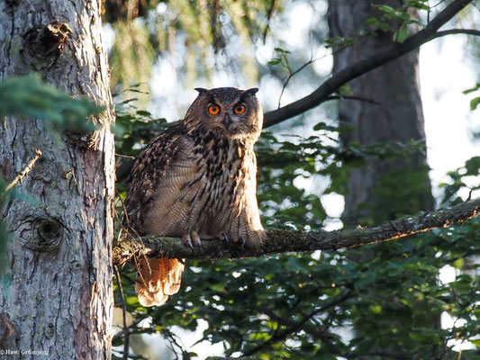 UHU, EAGLE OWL, BUBO BUBO