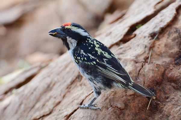 ROTSTIRNBARTVOGEL, ACADIA PIED BARBET, TRICHOLAEMA LEUCOMELAS