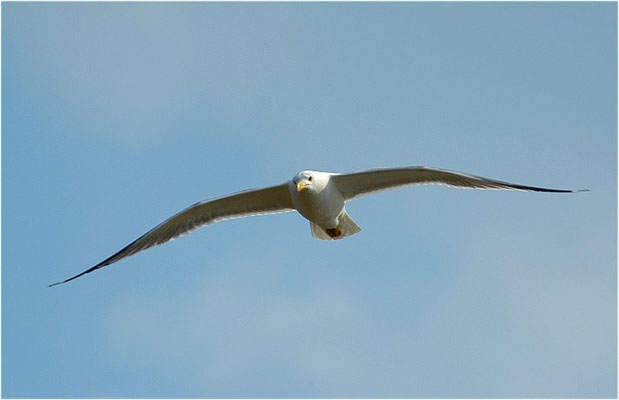 MITTELMEERMÖWE, YELLOW-LEGGED GULL, LARUS MICHAHELLIS