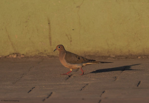 ZENAIDATAUBE, ZENAIDA DOVE, ZENAIDA AURITA