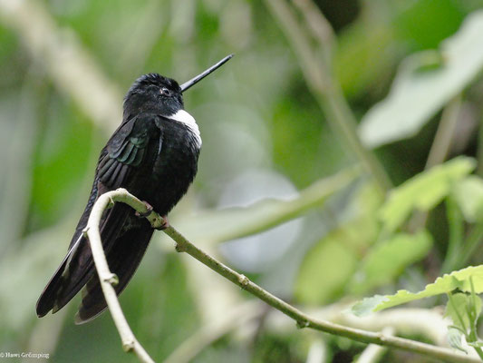 BRUSTBAND-ANDENKOLIBRI, COLLARED INCA - COELIGENA TORQUATA