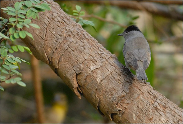 MÖNCHSGRASMÜCKE, BLACKCAP, SYLVIA ATRICAPILLA