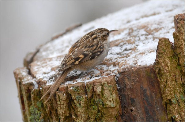 GARTENBAUMLÄUFER, SHORT-TOED TREECREEPER, CERTHIA BRACHYDACTYLA