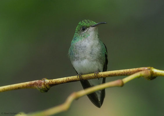 BRONZEKOPF-ELVIRAKOLIBRI, COPPERY-HEADED EMERALD, ELVIRA CUPREICEPS