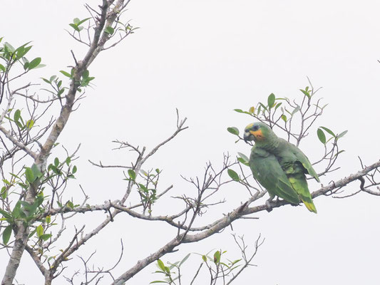 Venezuelaamazone, Orange-winged Amazon - Amazona amazonica