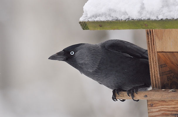 DOHLE, JACKDAW, CORVUS MONEDULA 