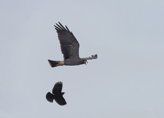 SCHNECKENWEIH, SNAIL KITE, ROSTRHAMUS SOCIABILIS
