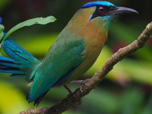 BLAUSCHEITELMOTMOT, BLUE-CROWNED MOTMOT, MOMOTUS MOMOTA