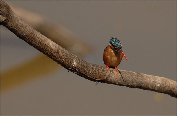 ZWERGHAUBENFISCHER, MELACHITE KINGFISHER, ALCEDO CRISTAT