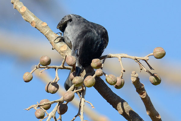 TRAUERSCHNÄPPERTYRANN, DARK PEWEE, CONTOPUS LUGUBRIS