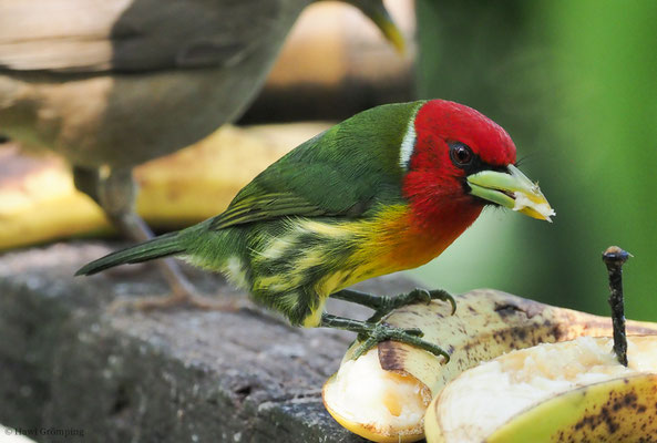 Andenbartvogel, Red-headed barbet, Eubucco bourcierii