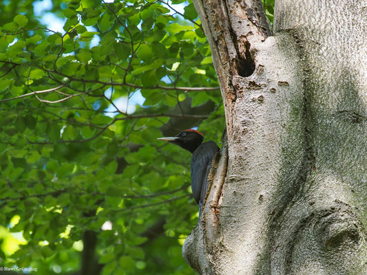 SCHWARZSPECHT,  BLACK WOODPECKER, DRYOCOPUS MARTIUS