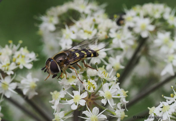 FRÜHE GROSSSTIRNSCHWEBFLIEGE, SCAEVA SELENITICA