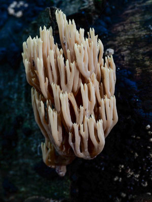 Steife Koralle - Ramaria stricta