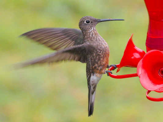 RIESENKOLIBRI, GIANT HUMMINGBIRD - PATAGONA GIGAS