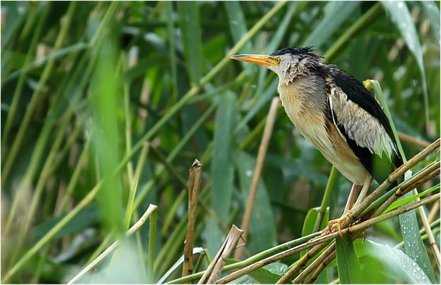 ZWERGDOMMEL, LITTLE BITTERN, IXOBRYCHUS MINUTUS