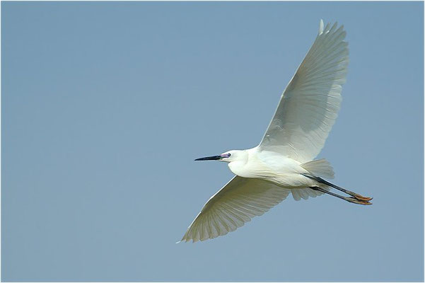 SEIDENREIHER, LITTLE EGRET, EGRETTA GARZETTA