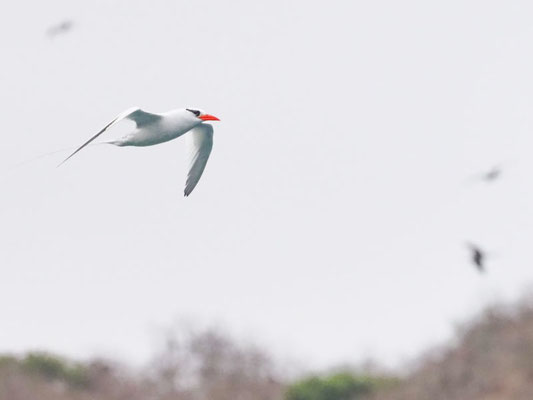 Rotschnabel-Tropikvogel, Red-billed Tropicbird - phaeton aethereus