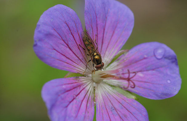 GLÄNZENDE SCHWARZKOPFSCHWEBFLIEGE, MELANOSTOMA MELLINUM