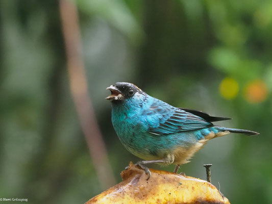 GOLDNACKENTANGARE, GOLDEN-NAPED TANAGER - TANGARA RUFICERVIX