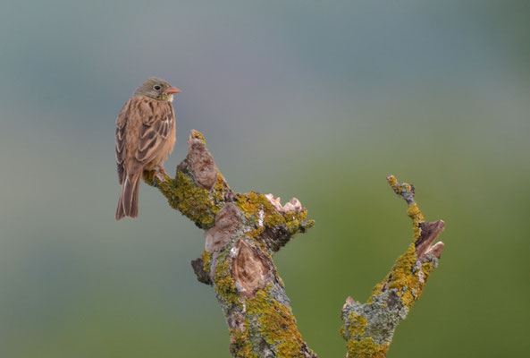 ORTOLAN, ORTOLAN BUNTING, EMBERIZA HORTULANA