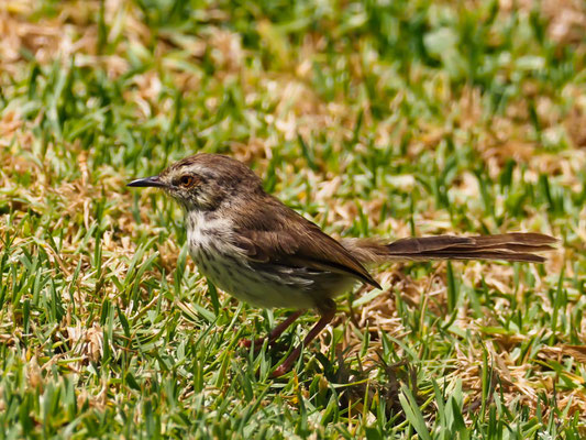 FLECKENPRINIE,KAROO PRINIA, PRINIA MACULOSA