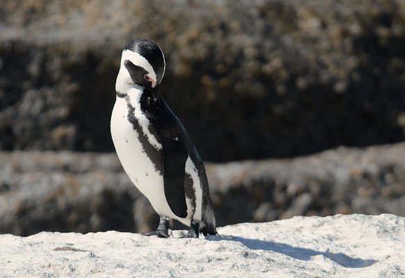 KAPPINGUIN, AFRICAN PENGUIN, PESPHENISCUS DEMERSUS