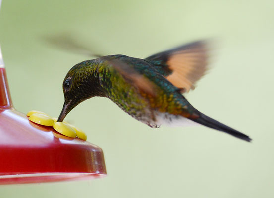STREIFENSCHWANZKOLIBRI, STRIPE-TAILED HUMMINGBIRD, EUPHERUSA EXIMIA