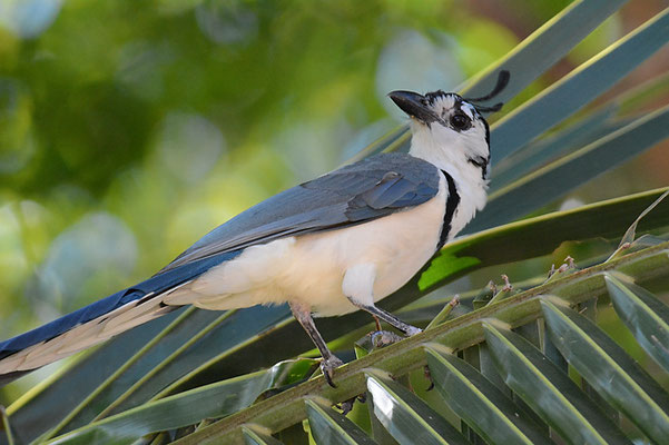 LANGSCHWANZHÄHER, WHITE-THROATED MAGPIE-JAY, CALOCITTA FORMOSA