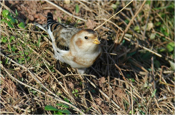 SCHNEEAMMER, SNOW BUNTING, PLECTROPHENAX NIVALIS