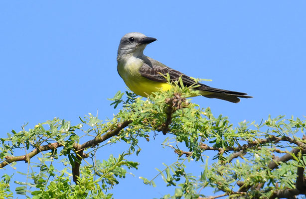 TRAUERTYRANN, TROPICAL KINGBIRD, TYRANNUS MELANCHOLICUS 