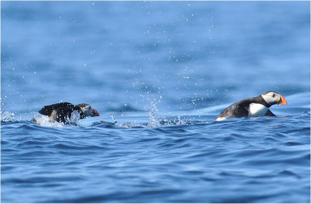 PAPAGEITAUCHER, ATLANTIC PUFFIN, FRATERCULA ARCTICA