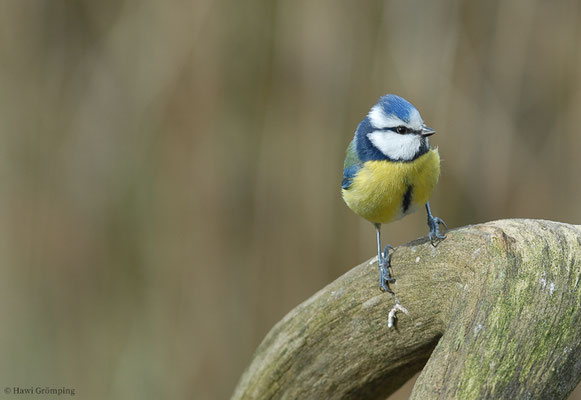 BLAUMEISE, BLUE TIT, CYANISTES CAERULEUS