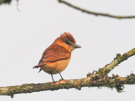 ZIMTBEKARDE, CINNAMON BECARD - PACHYRAMPHUS CINNAMOMEUS