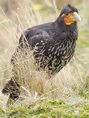 STREIFENKARAKARA, CARUNCULATED CARACARA - PHALCOBOENUS  CARUNCULATUS