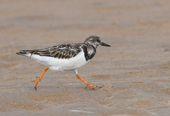 STEINWÄLZER, RUDDY TURNSTONE, ARENARIA INTERPRES