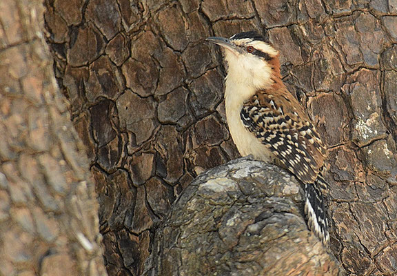 ROTNACKENZAUNKÖNIG, RUFOUS-NAPED WREN, CAMPYLORHYNCHUS RUFINUCHA