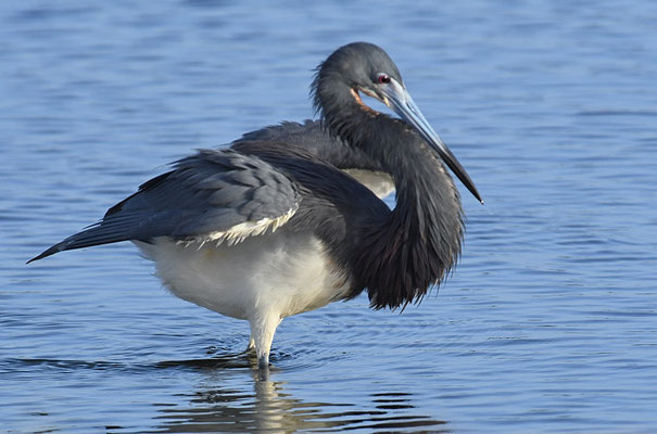 DREIFARBENREIHER TRICOLORES HERON, EGRETTA TRICOLOR